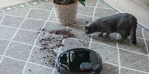 robotstøvsuger, en katt og en plante