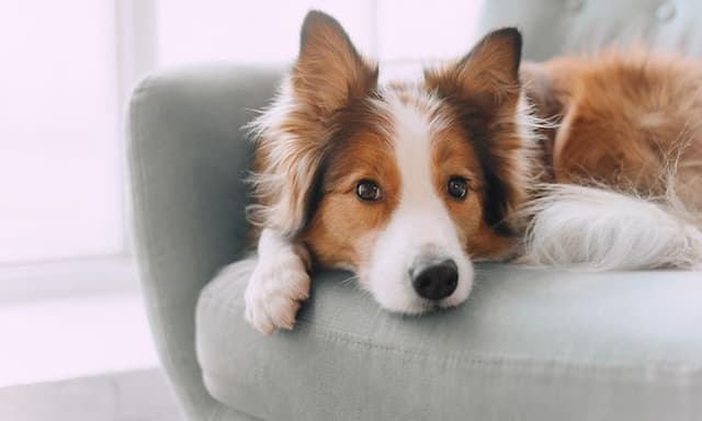 Hund ligger på en sofa
