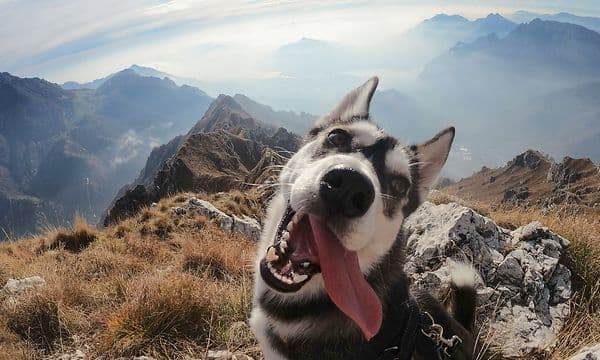 En glad hund på fjelltur