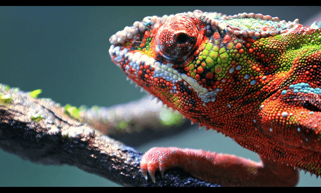 Kameleon