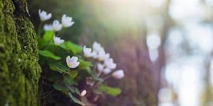 Vårblomsten Hvitveis som gror ved mose