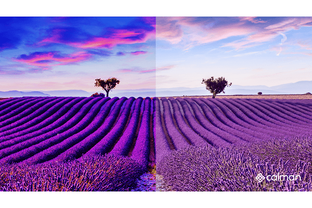 Calman-comparing field of lavender with and without calibration