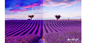 Calman-comparing field of lavender with and without calibration