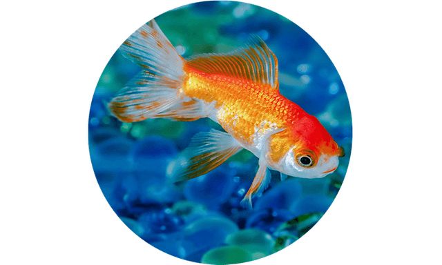 Guldfisk