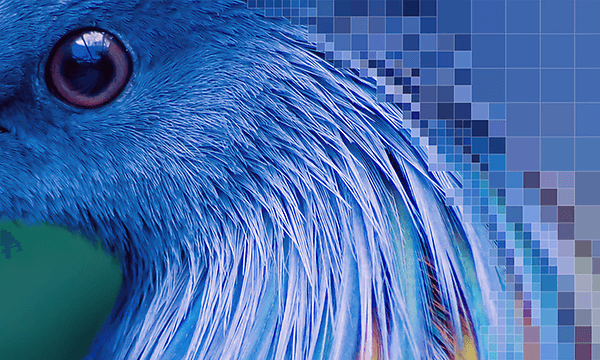 Sony-Blue bird