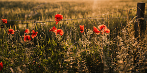 Sommerblomster