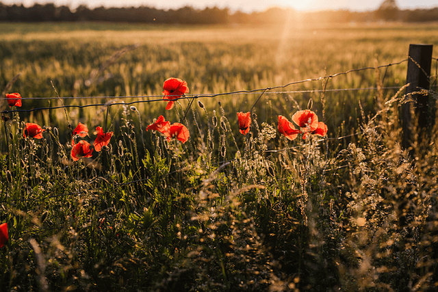 Summer flowers