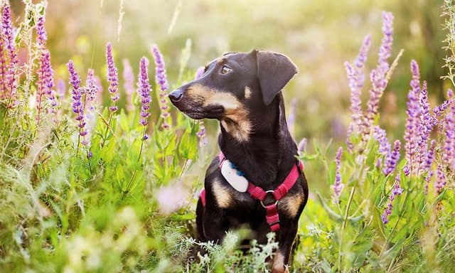 en hund i en blomstereng