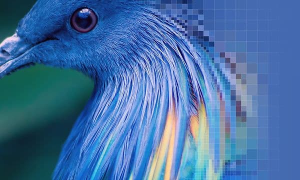 XR Clarity-skärm med en blå fågel som är pixlad på ena sidan för att sedan bli mindre och mindre pixlad längre in i bilden