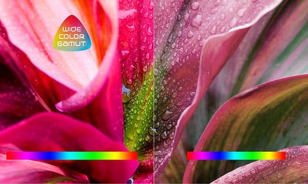 TCL - Wide color Gamut - farverige blomsterblade på tv-skærmen