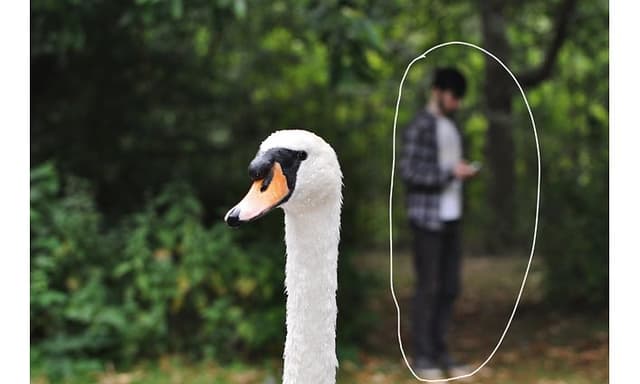 Svane i forgrunden og en mand i baggrunden med en cirkel tegnet om ham