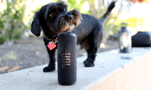 JBL flip 6 højttaler foran en lille hund 