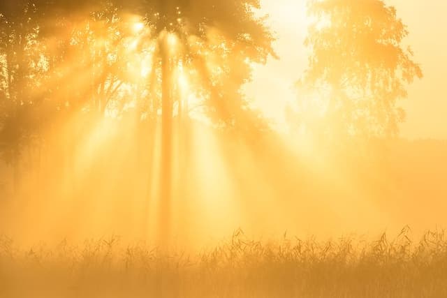 The sun shining trough trees in a meadow