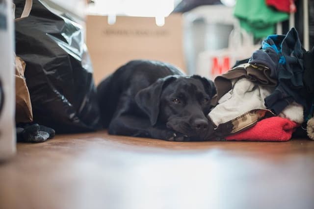 Dog lying on the floor with laundry in different colour beside 