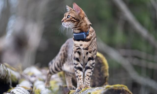 Katt står på trädstockar med Tractative GPS Tracker runt halsen