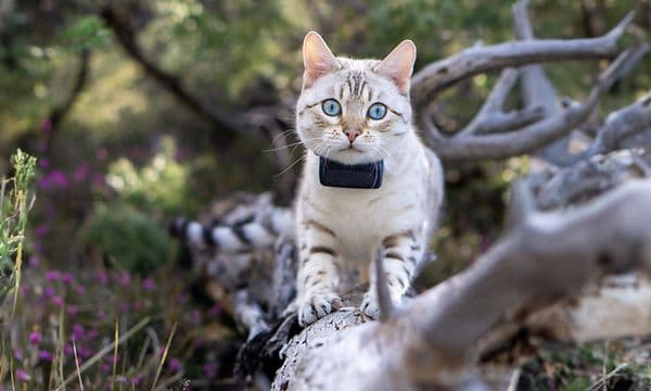 Katt utforsker naturen med Tractative GPS Tracker på nakken