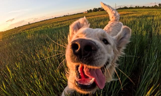 Foto av en hun som løper på en åker, tatt med GoPro HERO12 Black
