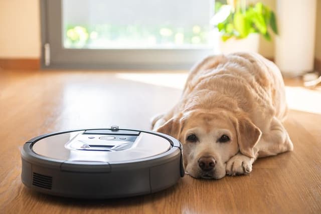 Støvsugere til kæledyrshår - Hund på gulvet ved siden af en robotstøvsuger