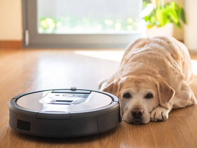 Støvsugere til kæledyrshår - Hund på gulvet ved siden af en robotstøvsuger