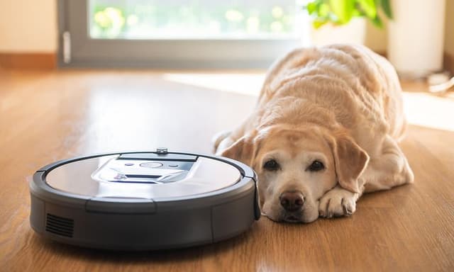 Støvsugere til kæledyrshår - Hund på gulvet ved siden af en robotstøvsuger