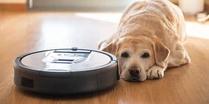 Støvsugere til kæledyrshår - Hund på gulvet ved siden af en robotstøvsuger