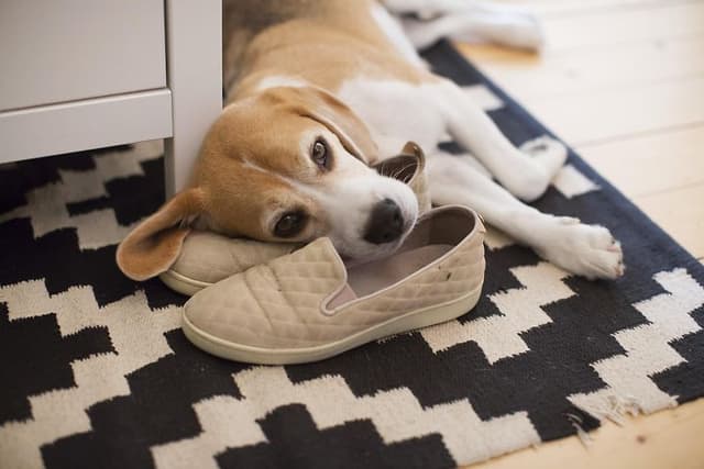 En hund der ligger oven på et par sko på et mønstret tæppe