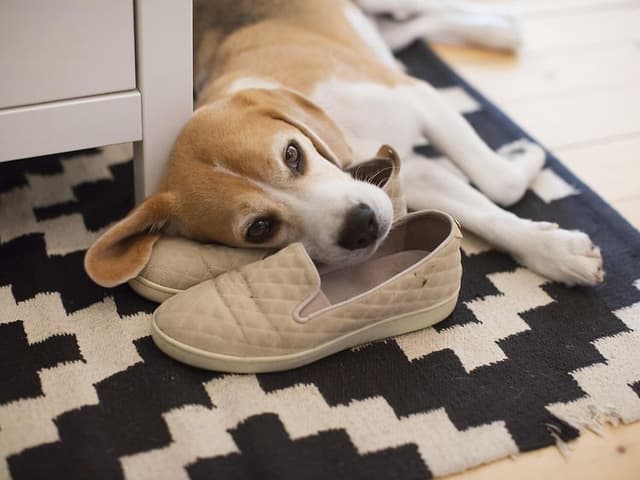En hund der ligger oven på et par sko på et mønstret tæppe