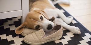 En hund der ligger oven på et par sko på et mønstret tæppe