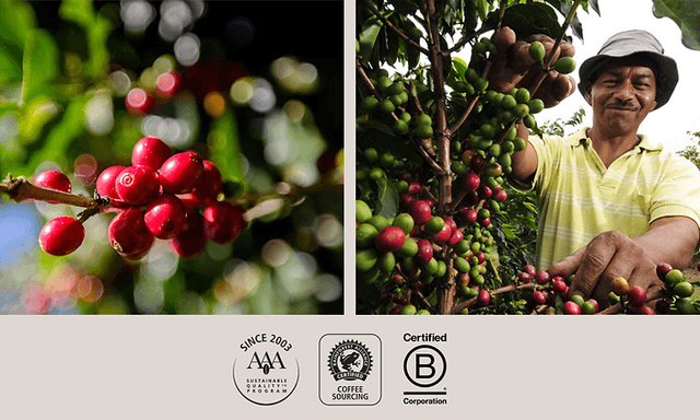 Nespressos sertifiserings-logoer AAA Sustainable Quality, Rainforrest alliance  og B-corp og mann som plukker kaffebønner