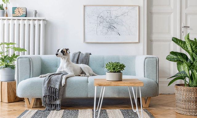 Hund i sofa