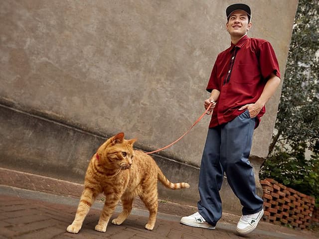 Philips - Håndholdt tøjdamper - Mand går udenfor med en kat