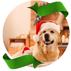 new cat dog christmas