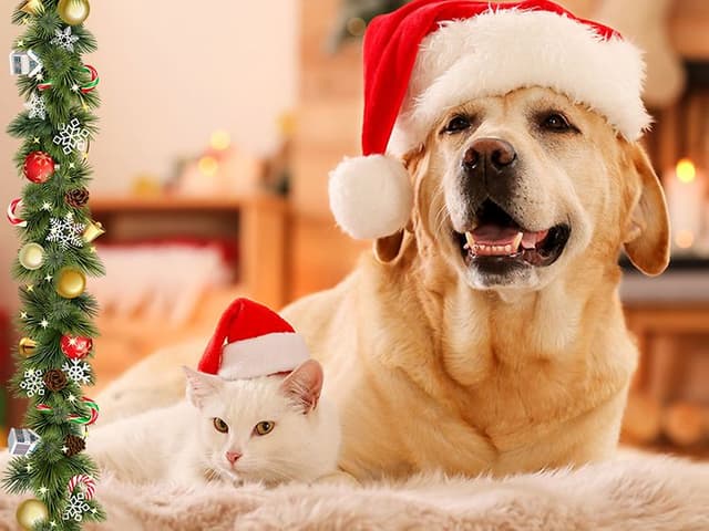 Medium hero Banner - Gift for Pets