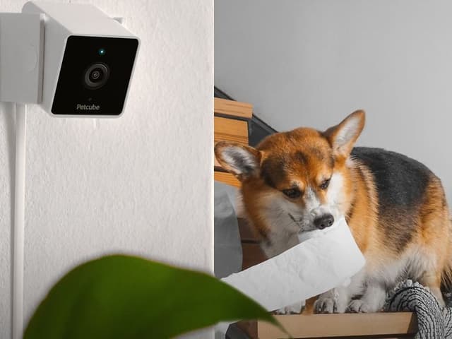 Medium hero banner dog