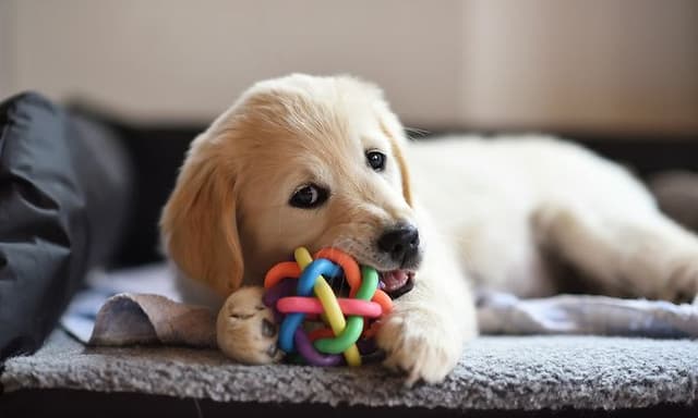 Puppy Checklist Image