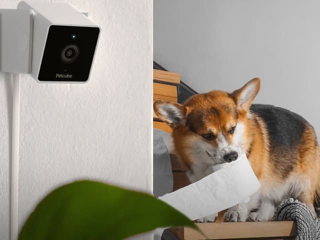 Overvågningskamera på væggen og en hund på en trappe