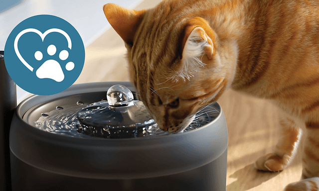 Philips Pet Series vandfontæne og kat der drikker rindende vand