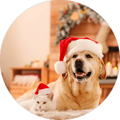cat dog circle