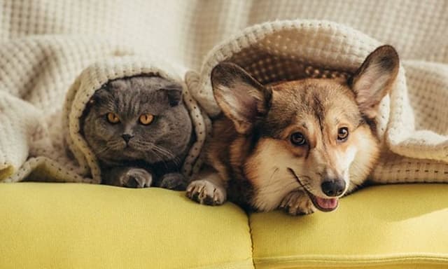 dogvacuumsofa
