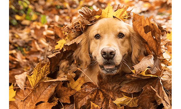 hund dekket av gule og oransje blader